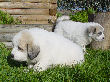 Great Pyrenees pups of Shiloh and Baron.