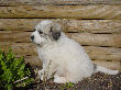 Great Pyrenees pups of Shiloh and Baron.