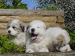 Great Pyrenees pups of Shiloh and Baron.