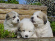 Great Pyrenees pups of Shiloh and Baron.