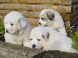 Great Pyrenees pups of Shiloh and Baron.