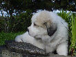 Great Pyrenees pups of Shiloh and Baron.