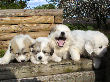 Great Pyrenees pups of Shiloh and Baron.