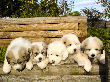 Great Pyrenees pups of Shiloh and Baron.