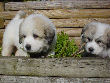 Great Pyrenees pups of Shiloh and Baron.