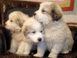 Maggie's badger marked Great Pyrenees pups.