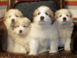 Maggie's badger marked Great Pyrenees pups.