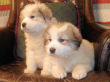 Maggie's badger marked Great Pyrenees pups.