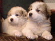 Maggie's badger marked Great Pyrenees pups.