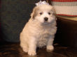 Maggie's badger marked Great Pyrenees pups.