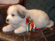 Maggie's badger marked Great Pyrenees pups.