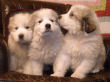 Maggie's badger marked Great Pyrenees pups.