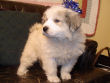 Maggie's badger marked Great Pyrenees pups.