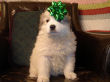 Maggie's badger marked Great Pyrenees pups.