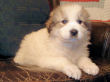 Maggie's badger marked Great Pyrenees pups.