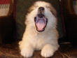 Maggie's badger marked Great Pyrenees pups.