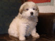 Maggie's badger marked Great Pyrenees pups.