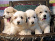 Great Pyrenees puppies.