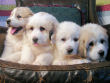 Great Pyrenees puppies.