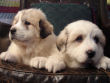 Great Pyrenees puppies.