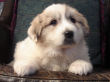 Great Pyrenees puppy.