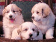 Great Pyrenees puppies.