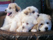 Great Pyrenees puppies.