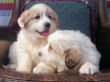 Great Pyrenees puppies.