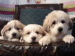 Great Pyrenees puppies.