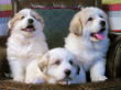 Great Pyrenees puppies.