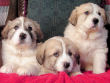 Josie and Boomer's great pyrenees pups.