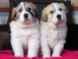 Josie and Boomer's great pyrenees pups.