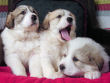 Josie and Boomer's great pyrenees pups.