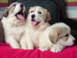 Josie and Boomer's great pyrenees pups.