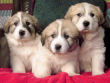 Josie and Boomer's great pyrenees pups.