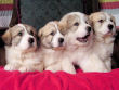 Josie and Boomer's great pyrenees pups.