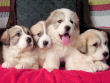 Josie and Boomer's great pyrenees pups.