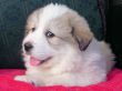 Josie and Boomer's great pyrenees pups.