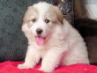 Josie and Boomer's great pyrenees pups.