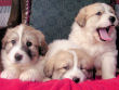 Josie and Boomer's great pyrenees pups.