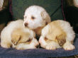 Jessie and Baron's Great Pyrenees pups born March 9, 2006