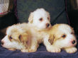 Jessie and Baron's Great Pyrenees pups born March 9, 2006