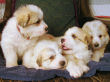Jessie and Baron's Great Pyrenees pups born March 9, 2006