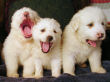 Jessie and Baron's Great Pyrenees pups born March 9, 2006