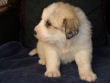 Jessie and Baron's Great Pyrenees pups born March 9, 2006