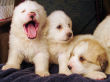 Jessie and Baron's Great Pyrenees pups born March 9, 2006