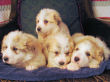 Jessie and Baron's Great Pyrenees pups born March 9, 2006