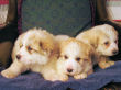 Jessie and Baron's Great Pyrenees pups born March 9, 2006