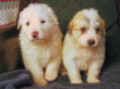 Jessie and Baron's Great Pyrenees pups born March 9, 2006