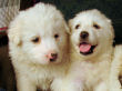Jessie and Baron's Great Pyrenees pups born March 9, 2006